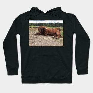 Scottish Highland Cattle Bull 1809 Hoodie